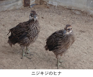 ニジキジのヒナ