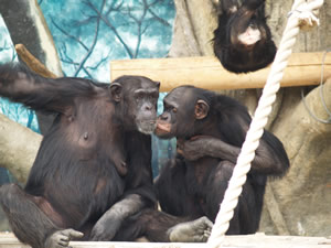 キリンとシマウマのいる放飼場へ　