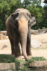 アジアゾウの春子