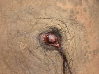 角膜炎を起こした右目