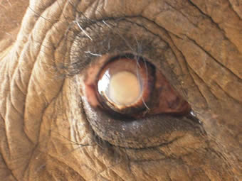 角膜炎を起こしていない時の右目