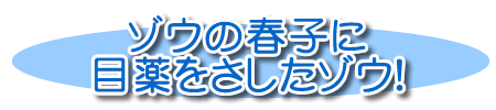 ゾウの春子に目薬をさしたゾウ！