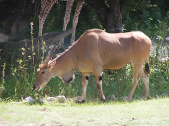 �G�����h�̃i�i