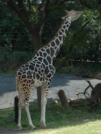 �L�����̃P�j��