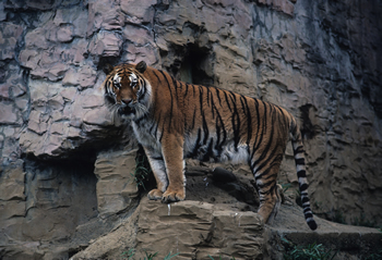 �A���[���g���i��������������j