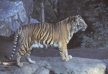 �X�}�g���g���i��������������j