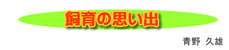 ̎vo
