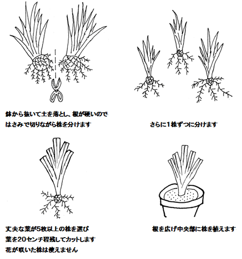 多肉植物の増やし方の一例