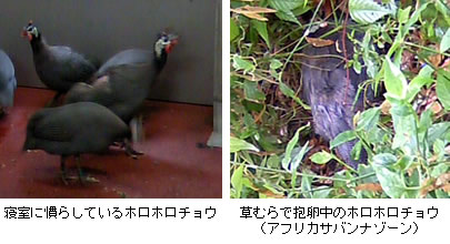 ホロホロチョウ