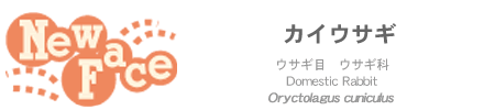 �j���[�t�F�[�X