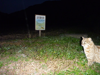 cڂ̃}lRiBejiʐ^񋟁F샄}lR쌤j