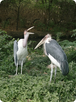 �A�t���J�n�Q�R�E