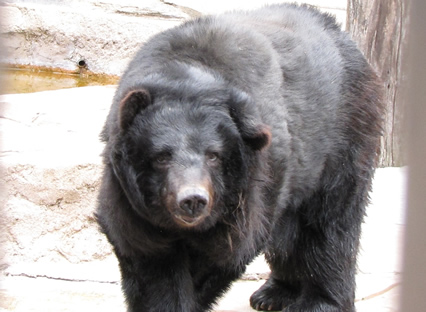 �݂肵���̂Ձ[��