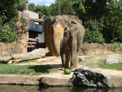 �A�W�A�]�E�̏t�q�ɃX�C�J���v���[���g