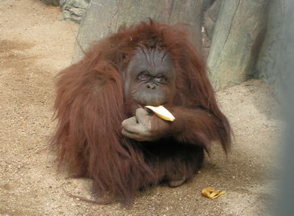 �݂肵���̃T�c�L