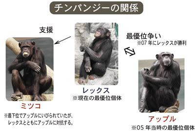 チンパンジーの相関図