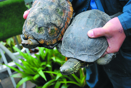 爬虫類生態館で飼育しているニホンイシガメ（左）とクサガメ（右） 