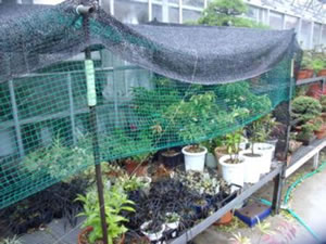 屋外の鉢植えの寒さ対策
