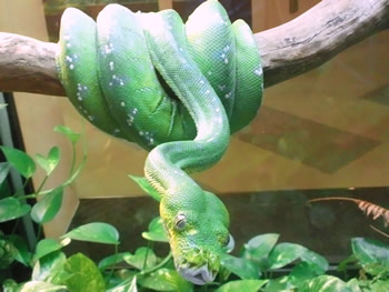 ミドリニシキヘビ