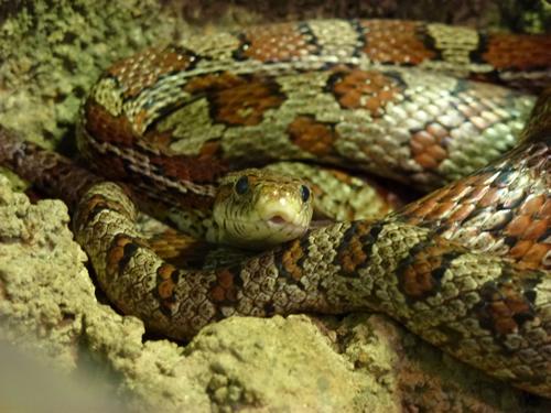 アカダイショウ