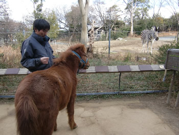 シマウマのナデシコと対面