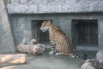 ジャガオの前でローリングするルース