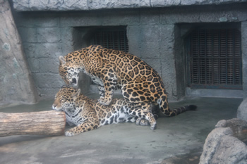 ルースにマウントするジャガオ