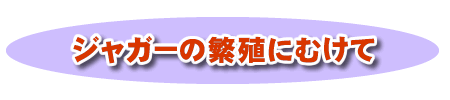 ジャガーの繁殖にむけて