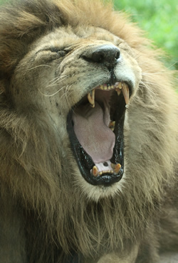 CĨI