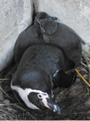 筆者を警戒する親鳥とヒナ