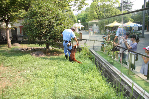 冷凍のラット(上)やハツカネズミ(下)