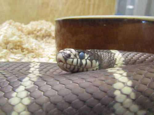 カリフォルニアキングヘビ