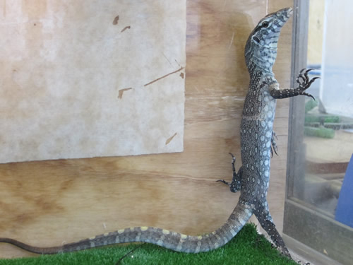 ナイルオオトカゲ