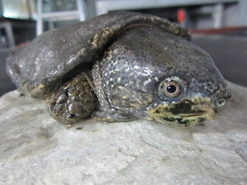 オオアタマガメ