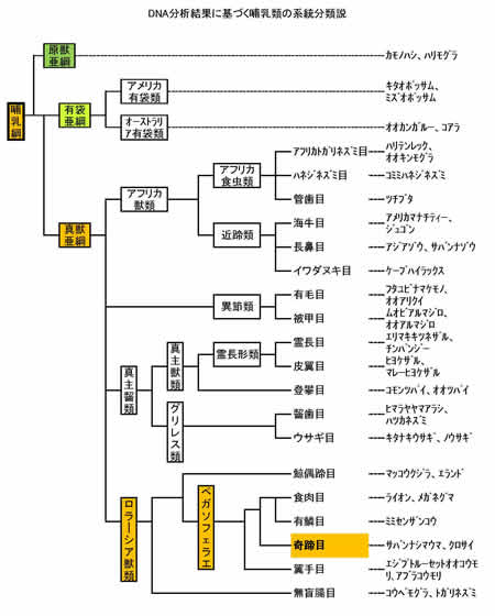 哺乳類の系統分類図
