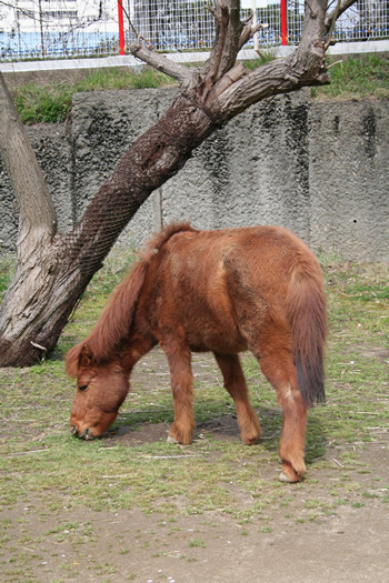 家畜ウマ 野間馬(日本在来種)