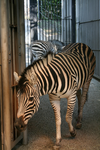 グラントシマウマ(サバンナシマウマの1亜種)