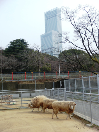 ヒツジ