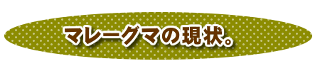 マレーグマの現状。