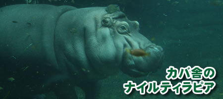 カバ舎のナイルティラピア