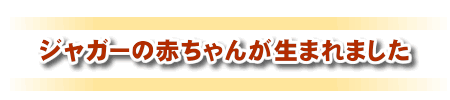 ジャガーの赤ちゃんが生まれました