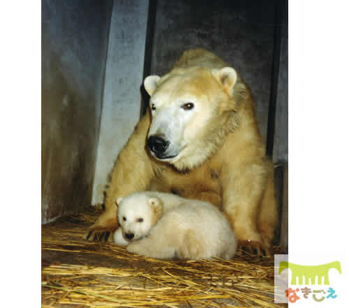 ホッキョクグマUrsus maritimus 雌:ユキコ ホッキョクグマUrsus maritimus 雌:ユキコ