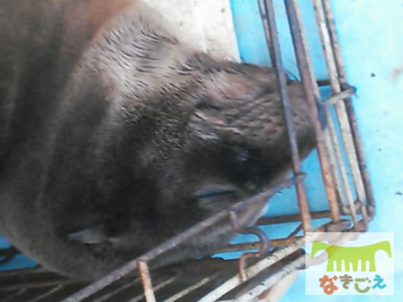 眠るエルサ