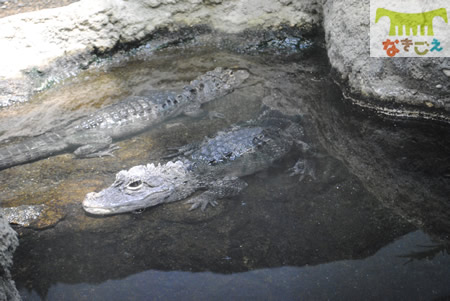 天王寺動物園で飼育されているヨウスコウワニ２頭。