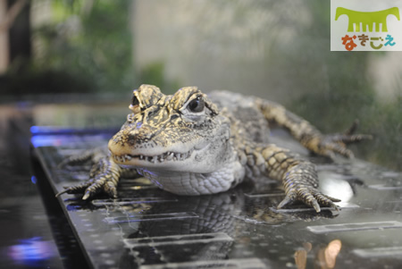 本校で飼育中のヨウスコウワニ。
