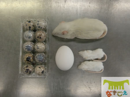 色々な動物に対応できるよう、鶏卵やウズラ卵などもあります。