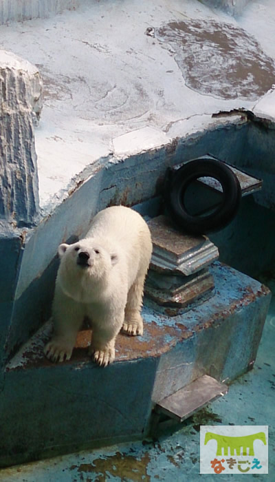 ホッキョクグマのイッちゃん公開