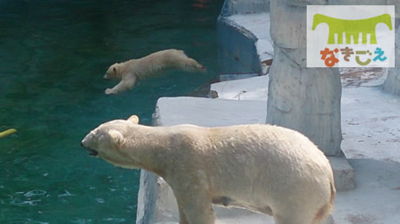 生後6カ月も無事に過ぎ（5月25日）、泳ぎも上手になり活発に遊び回っています