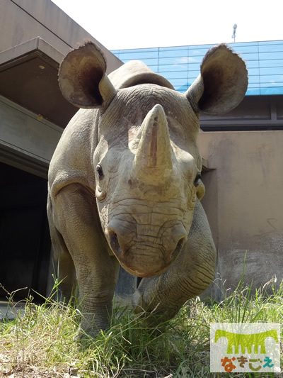 ドイツからクロサイの雌が来園