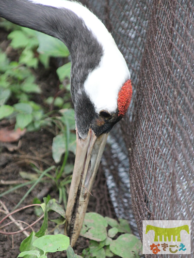 頭の赤い部分